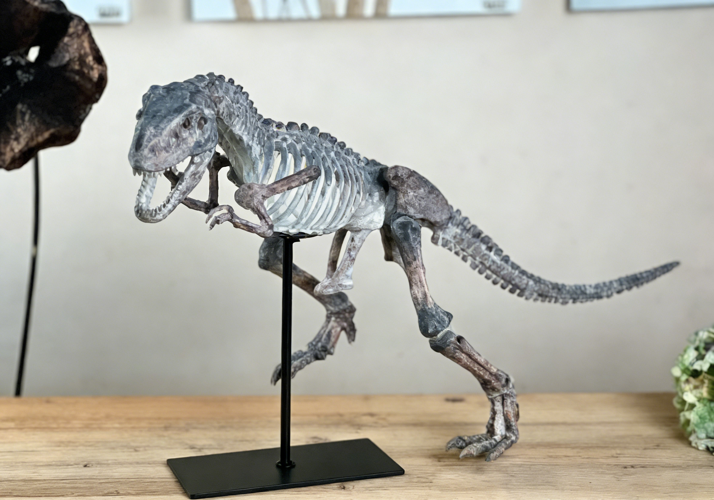 Velociraptor Dinosaur Skeleton Statue | 61×22.5×36 CM | Prehistoric Home Decor 🦴