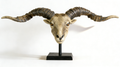 Heart Soars Ram Head Sculpture Decorative Figurine with Long Horns, Resin Craft Ornament on Black Base, 98x13x42cm